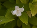 Philadelphus caucasicus Aureus Jaśminowiec wonny